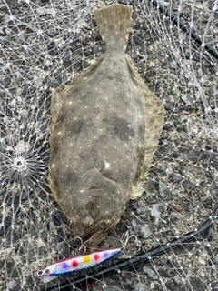 ヒラメの釣果