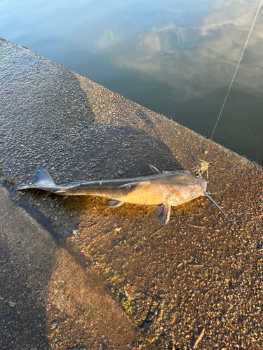 アメリカナマズの釣果