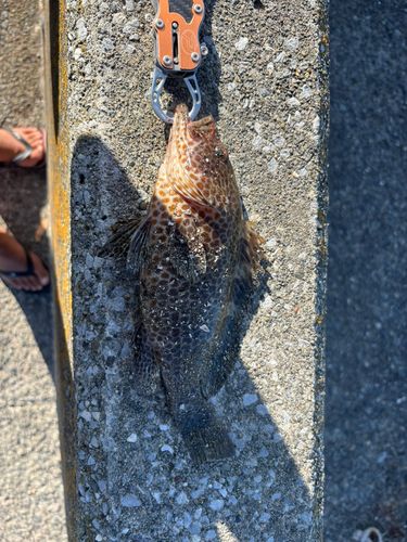 オオモンハタの釣果