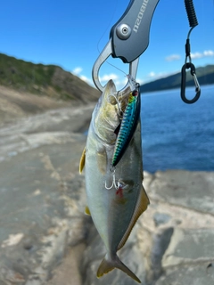 ネイリの釣果
