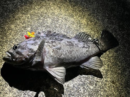 クロソイの釣果