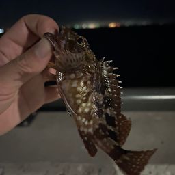 カサゴ