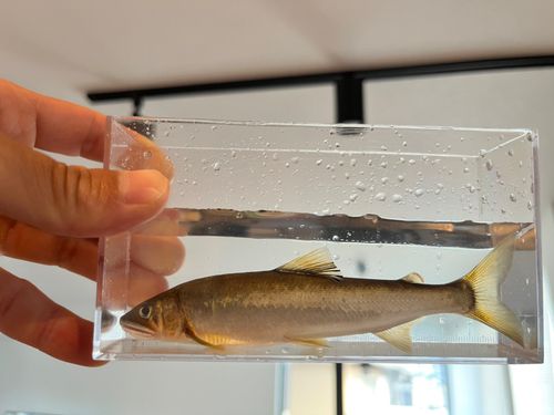 アユの釣果