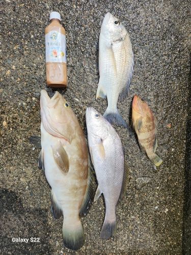 釣果