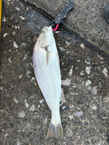オオニベの釣果