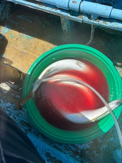 ワラサの釣果