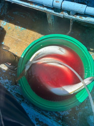 ワラサの釣果