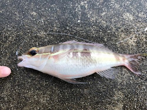 釣果