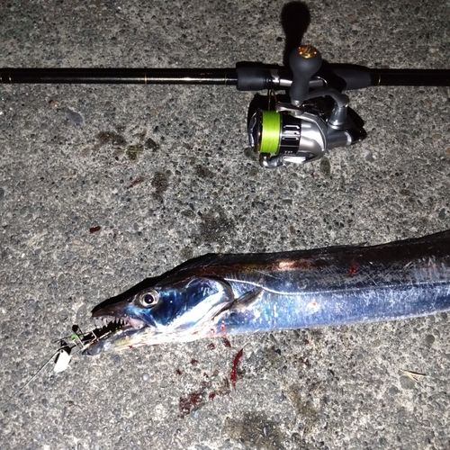 タチウオの釣果