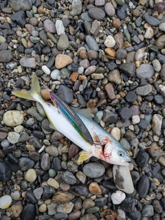 ワカシの釣果