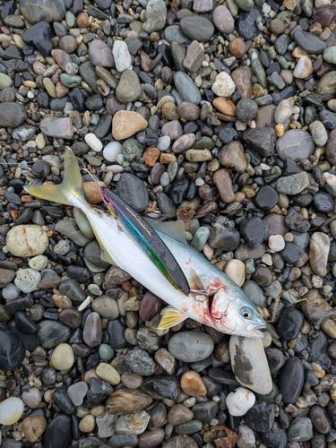 ワカシの釣果