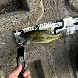 ラージマウスバス