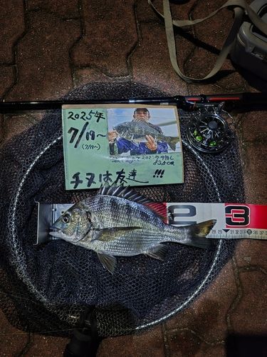 チヌの釣果