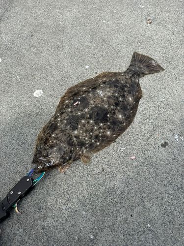 ヒラメの釣果