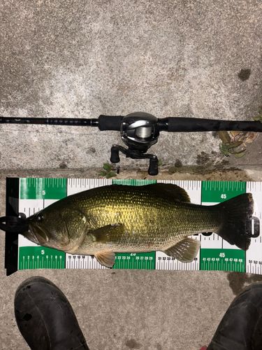 ブラックバスの釣果