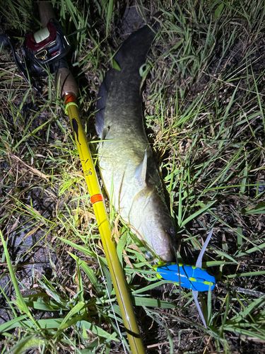 ナマズの釣果