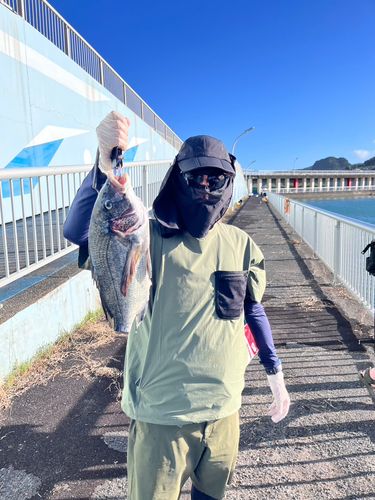 チヌの釣果