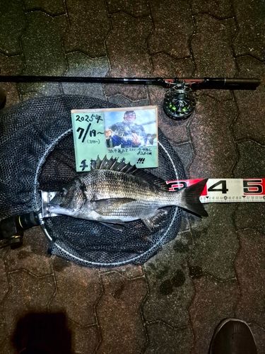 チヌの釣果
