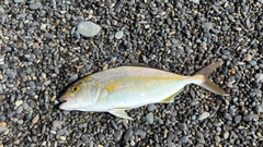 シオの釣果