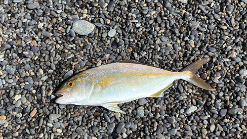 シオの釣果