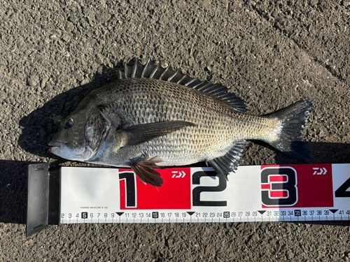 チヌの釣果