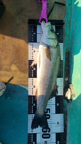 シーバスの釣果