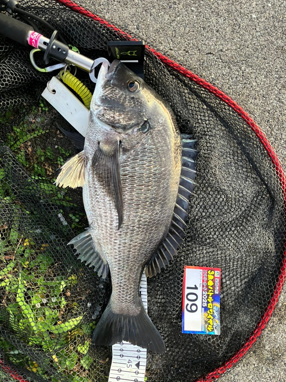 DAIWA 20アルファス SV TW 800XHLの最安値・インプレ・釣果