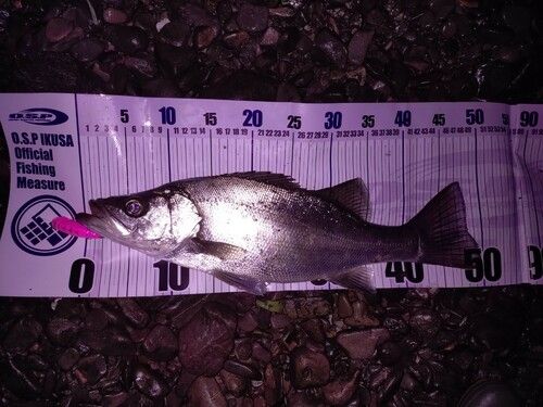 シーバスの釣果