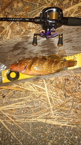 キジハタの釣果