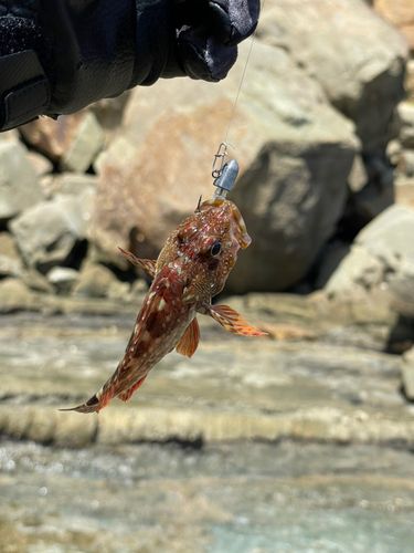 アナハゼの釣果