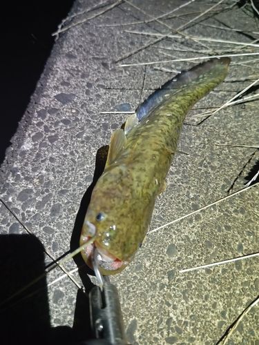 ナマズの釣果
