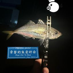 アジ