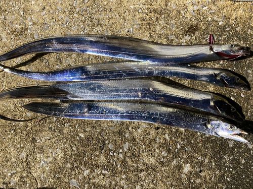 タチウオの釣果
