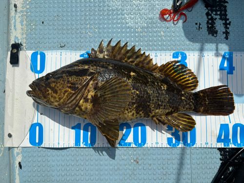 ベッコウゾイの釣果