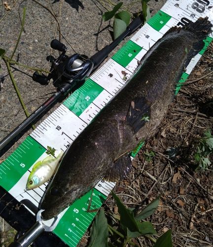 ライギョの釣果