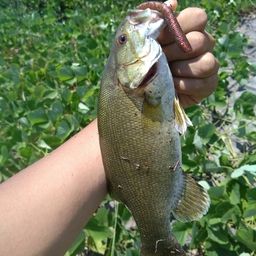 スモールマウスバス