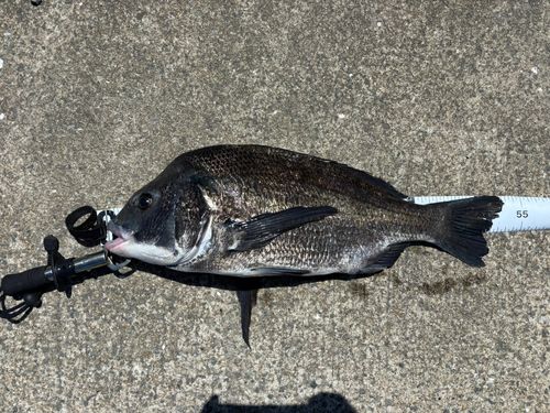 チヌの釣果