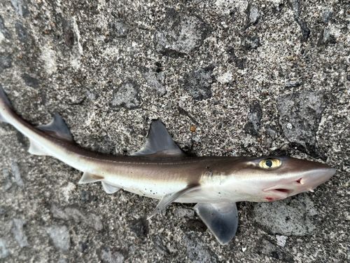 ホシザメの釣果