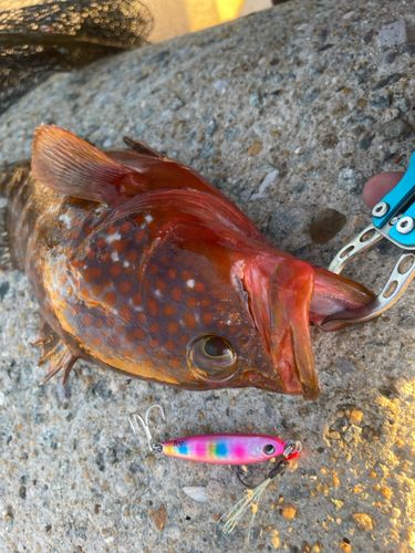 キジハタの釣果