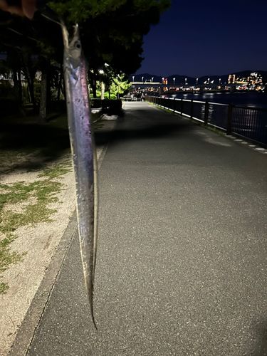 タチウオの釣果