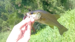 ラージマウスバスの釣果