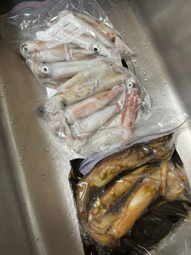 イカの釣果