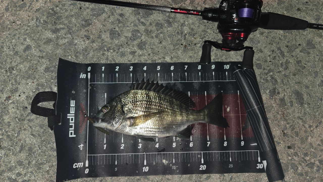 DAIWA ダイワ 月下美人 AIR 73ULB-T・W [未使用] 楽天市場】ダイワ アジングロッド 月下美人 AIR 73ULB-T・W