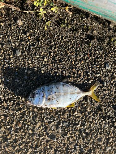 メッキの釣果
