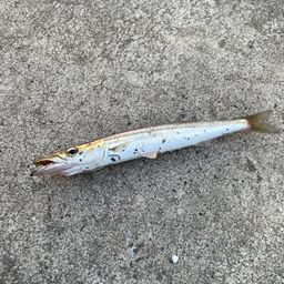 メバル