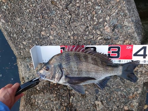 チヌの釣果
