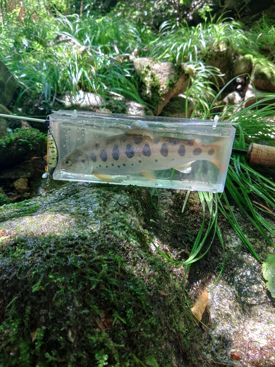 イワナ