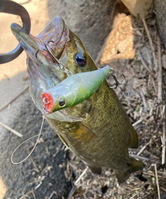 スモールマウスバスの釣果