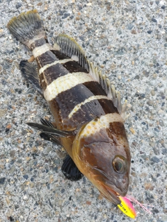 アオハタの釣果