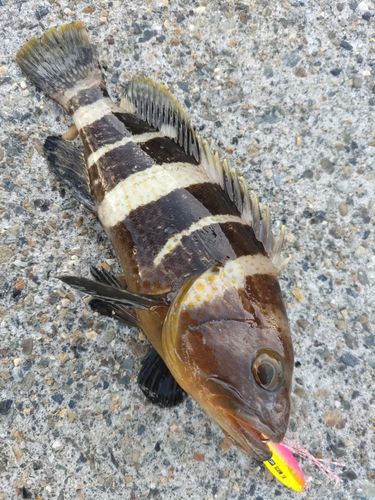 アオハタの釣果